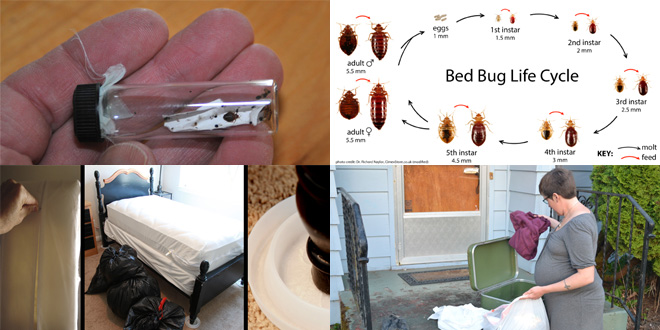 bed bugs after 2nd treatment