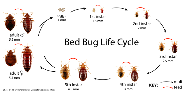 What is the life cycle of a bedbug?