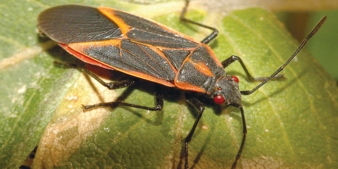 are box elder bugs poisonous to dogs if eaten