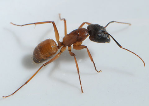 Hormigas Reina Vivas Cosechadoras Rojas