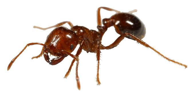 Are Fire Ants In Frisco, TX Dangerous?