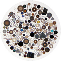 diatom.jpg