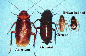 How Do People Get Cockroaches?: Exploring the Causes and Prevention