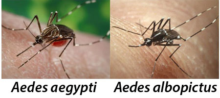 LÁRGUENSE! 4 maneras de evitar las picaduras de mosquitos, Publications