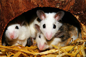 Cuánto tarda en morir un roedor después de ingerir veneno de un control de  plagas?