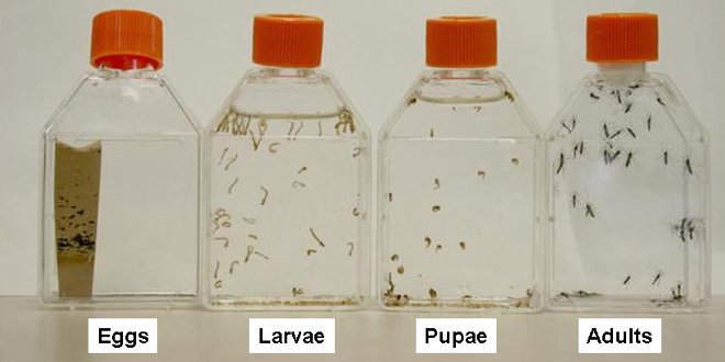 mosquito stages of development