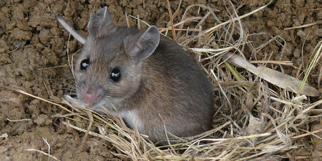 kinds of mouse animal