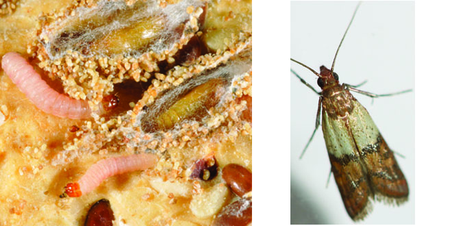 Pantry Moths vs. Clothes Moths: The Differences That Matter