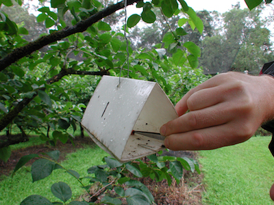 Figure showing types of insect traps: A. Pheremone trap, B:Light