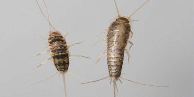 How to Get Rid of Silverfish Quickly with Natural Traps and Tips