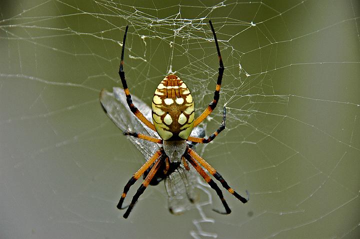 What are the most common house spiders found in Texas - Natran Green Pest  Control