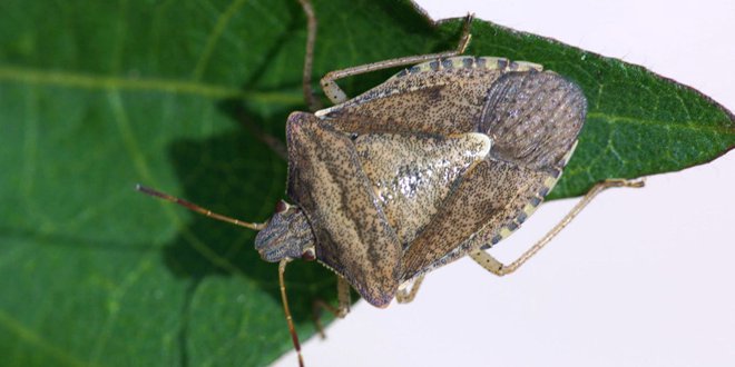 Image result for What is a Stink Bug?