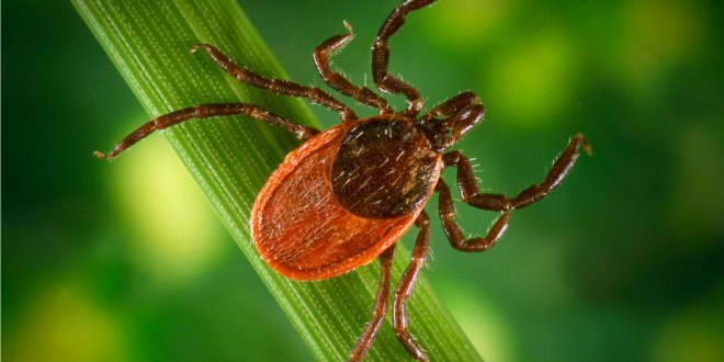 tick