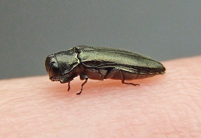 metallic wood boring beetle