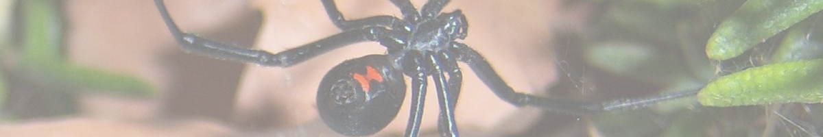 Black Widow Virginia's Venomous Spider- Holistic Pest Solutions